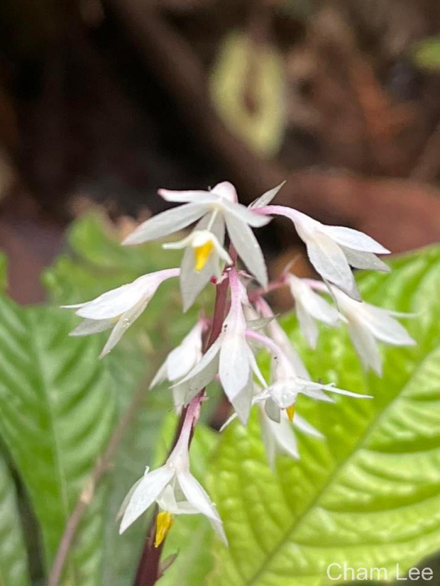 Neurocalyx gardneri Thwaites